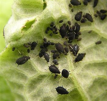 شته سیاه باقلا